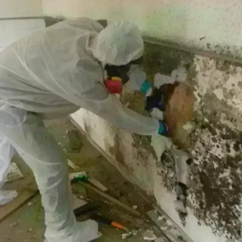 Mold Remediation and Removal in Wilson County, NC